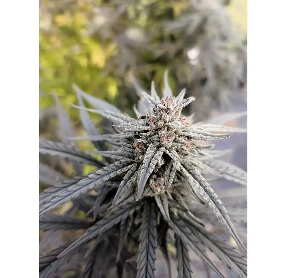 Lemon Roots x CBG 3 szt.