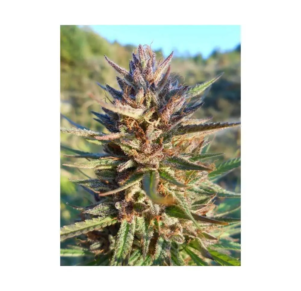 Blue Monkey CBD 10 szt.